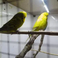 مرغ عشق انگلیسی