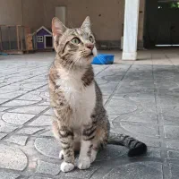 گمشده با قلاده آبی. مژدگانی به یابنده