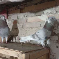 کفتر|پرنده|جوادآباد, |دیوار