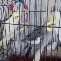 جفت عروس هلندی|پرنده|رودسر, |دیوار