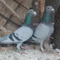 کبوتر پلاکی مسافتی اصل