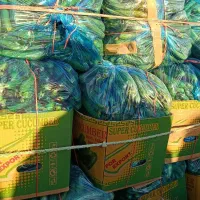 خیار گلخانه موجوده