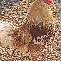 ۳ تا خروس محلی سالم سالم