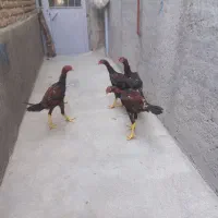 چهار عدد جوجه لاری نژاد دار