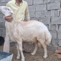 قوچ بروجردی عروس اصیل