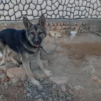 ژرمن شپر ماده