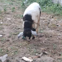 بز پاه کوتاه