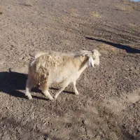 40راس گوسفند چاق فروشی نر وماده