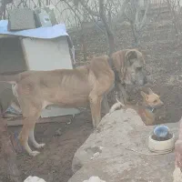 سگ سرابی اصیل|سگ|تبریز, |دیوار