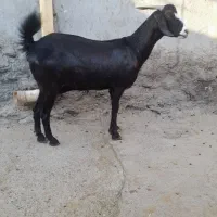 بزها سالم وسرحال