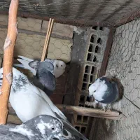 کبوتر یا کفتر جوجه گرفتنی|پرنده|پاکدشت, پاکدشت (مامازند)|دیوار