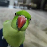 ملنگو شیطون سرحال