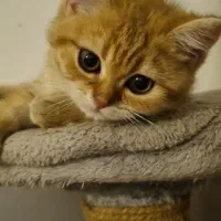 گربه نر بریتیش