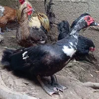 اردک اسرائیلی نر