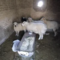 بره نر  بردسیر