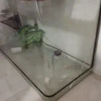 اکواریوم