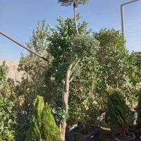 عرضه مستقیم گل و گیاه بیرونی. عمده ای وتکی