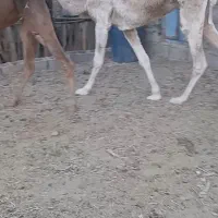 شتر ماده سفید