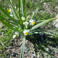 نظافتچی روزانه هستم