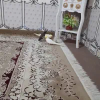 مینا
