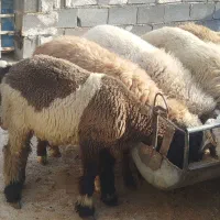 بره|حیوانات مزرعه|مرودشت, نقش رستم|دیوار