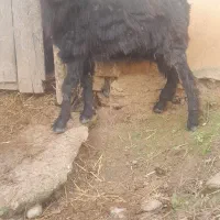 بز نر ۳۵کیلو گوسفند|حیوانات مزرعه|صومعهسرا, |دیوار