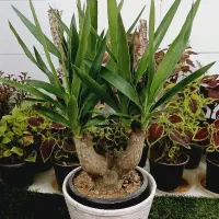 گل یوکا بنسای آگلونما پتوس لیراتا فیکوس آلتیسما