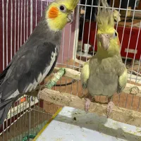 یه جفت عروس هلندی درشت و کشیده