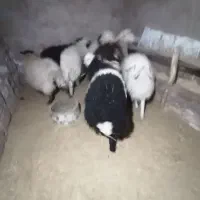 فروش بره نر و ماده|حیوانات مزرعه|کرمان, |دیوار