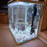 اکواریوم|ماهی|ری, دولت‌آباد|دیوار