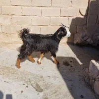 فروش یک راس کهره نر