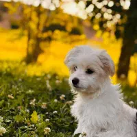 سوفیا دوماهه دخترم خیلی آرومه وحرف گوش کنه