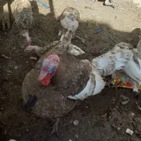 بوقلمون|حیوانات مزرعه|تاکستان, |دیوار