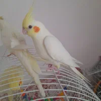 یک جفت عروس هلندی درجه یک. بدون قفس