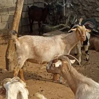 فروش ۵۰بز داشتی|حیوانات مزرعه|دوگنبدان, |دیوار