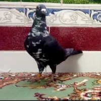 کبوتر کشکی سیاه ماده