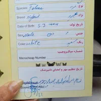 گربه خانگی|گربه|یزد, |دیوار