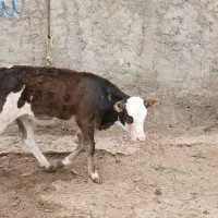 گاو۱۷۶م گوسالها هلشتان نردوتاسمینتال ماده دانه۸۵م