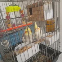 طوطی جفت سخنگو به شرط نطفه با لوازم فوری