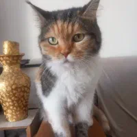 واگذاری گربه ماده