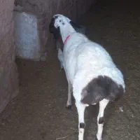 بره نر تخمی و چبوش|حیوانات مزرعه|آیسک, |دیوار