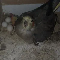 یک جفت عروس هلندی مولد