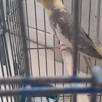 عروس هلندی