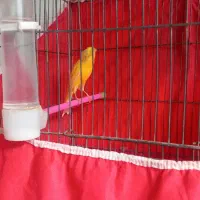 عروس هلندی نر دستی با ماده سفید قناری نر زرد|پرنده|نهاوند, |دیوار