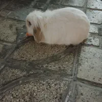 یک جفت خرگوش