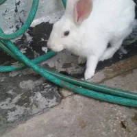 خرگوش سفید چشم آبی