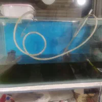 آکواریوم شیشه ۱۰ میل ۱۱۰ سانت