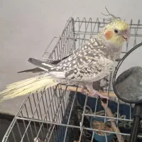 عروس هلندی نر