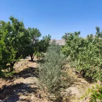 معاوضه وفروش باغ درجلال آبادنجف آباد فروش زیر قیمت|فروش زمین و ملک کلنگی|اصفهان, نقش جهان|دیوار