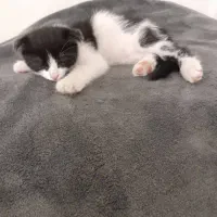 پونه تاکسیدو